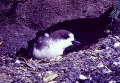 Hawaiian Petrel